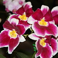 Fuschia